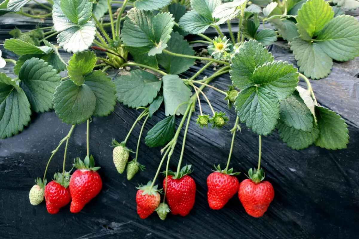 草莓可以用机器摘吗？